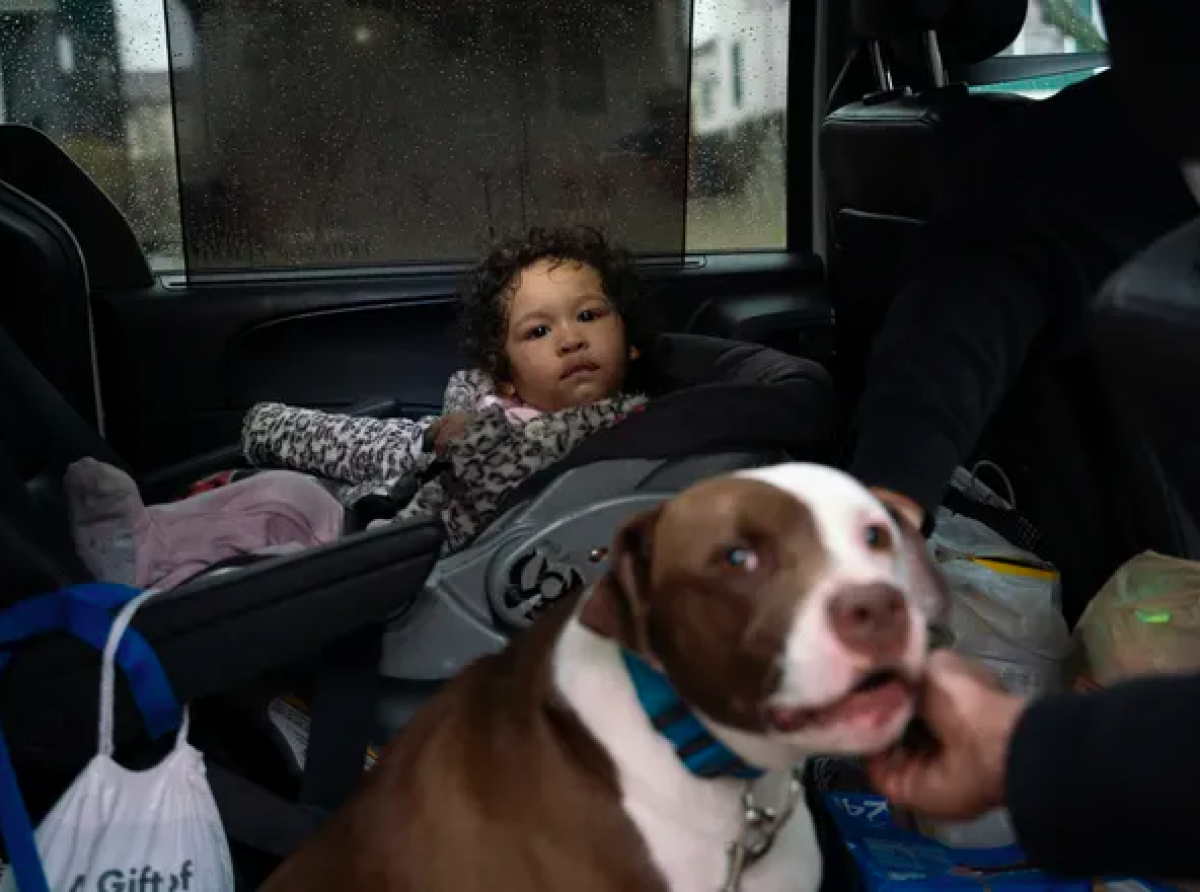 В Детройте бывший уличный пёс Блю спас малышку во время пожара
